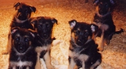 puppies, 7 weeks
